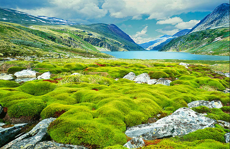 Huge moos in Rondane National Park, South Norway